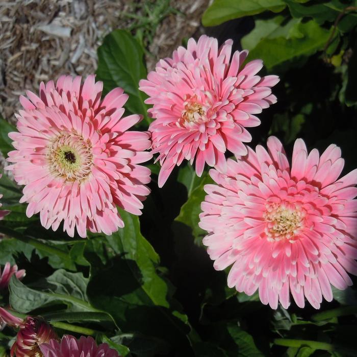Gerbera Garvinea&reg; Majestic Light Pink
