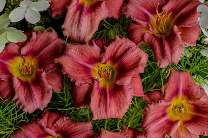 Hemerocallis Rosy Returns