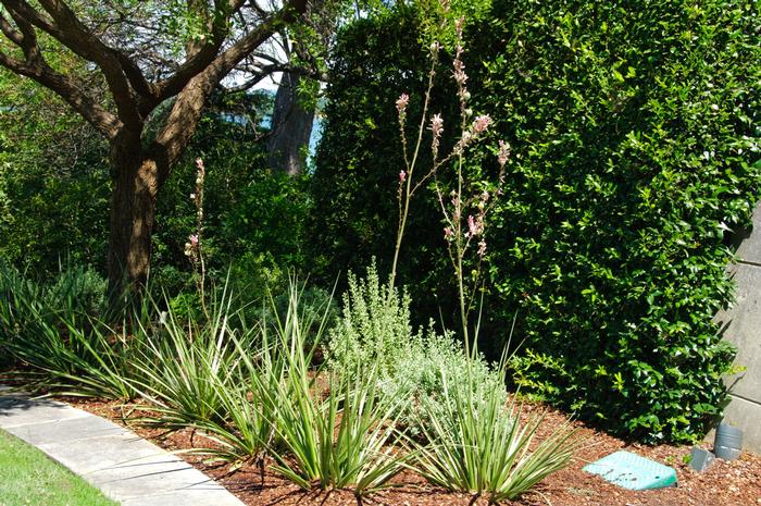 Hesperaloe parviflora Pink Parade&reg;