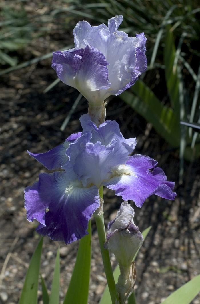 Iris germanica 'Clarence' Iris-Tall Bearded from Belmont Nursery