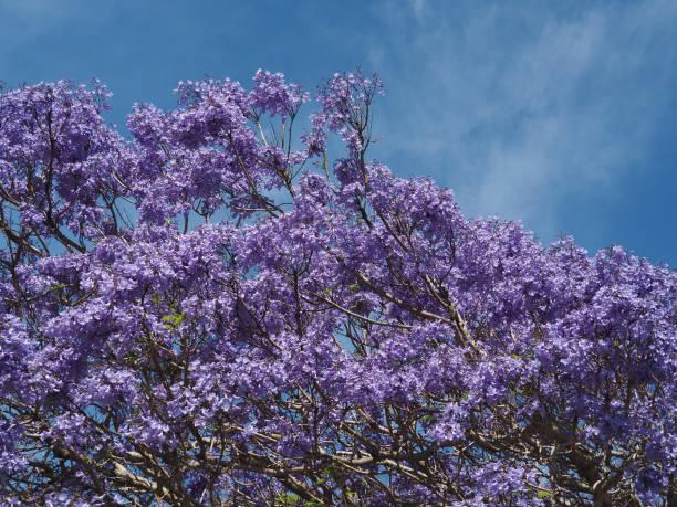 Jacaranda mimosifolia 