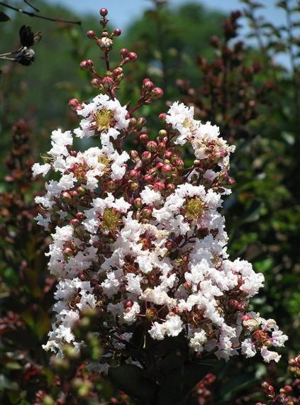 Lagerstroemia indica Burgundy Cotton®