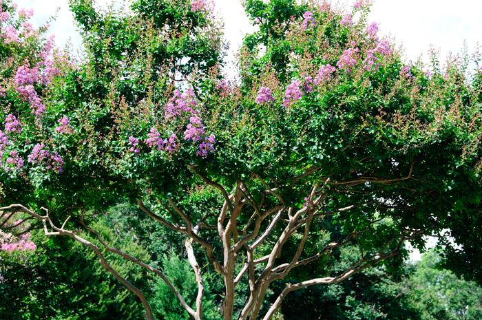 Lagerstroemia indica Catawba