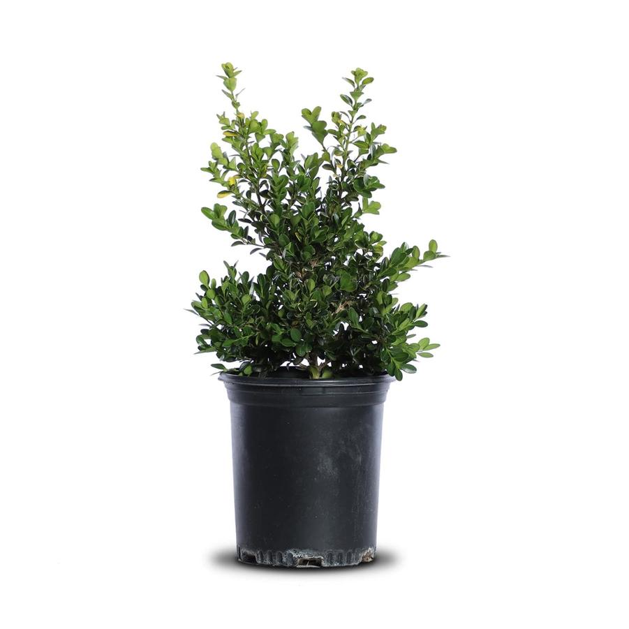 Buxus microphylla Green Beauty