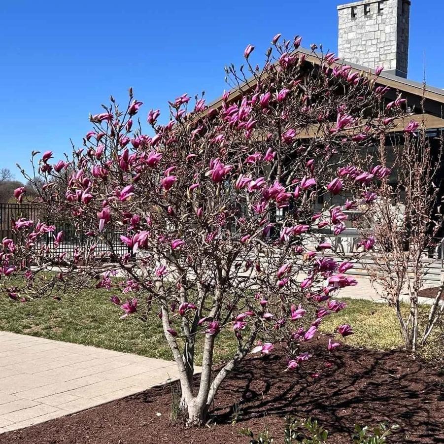 Magnolia Little Girl Ann