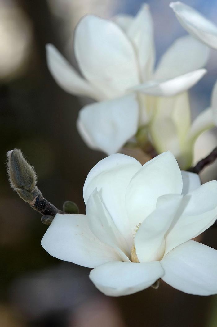 Magnolia denudata 