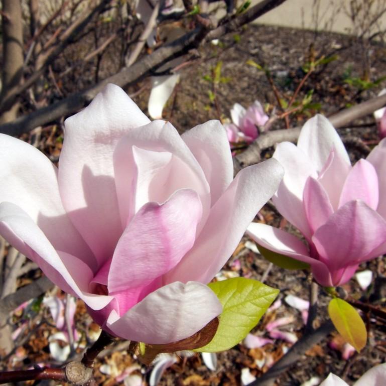 Magnolia x soulangeana Orchid