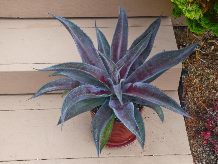 Mangave Mad about Mangave&reg; Mission to Mars