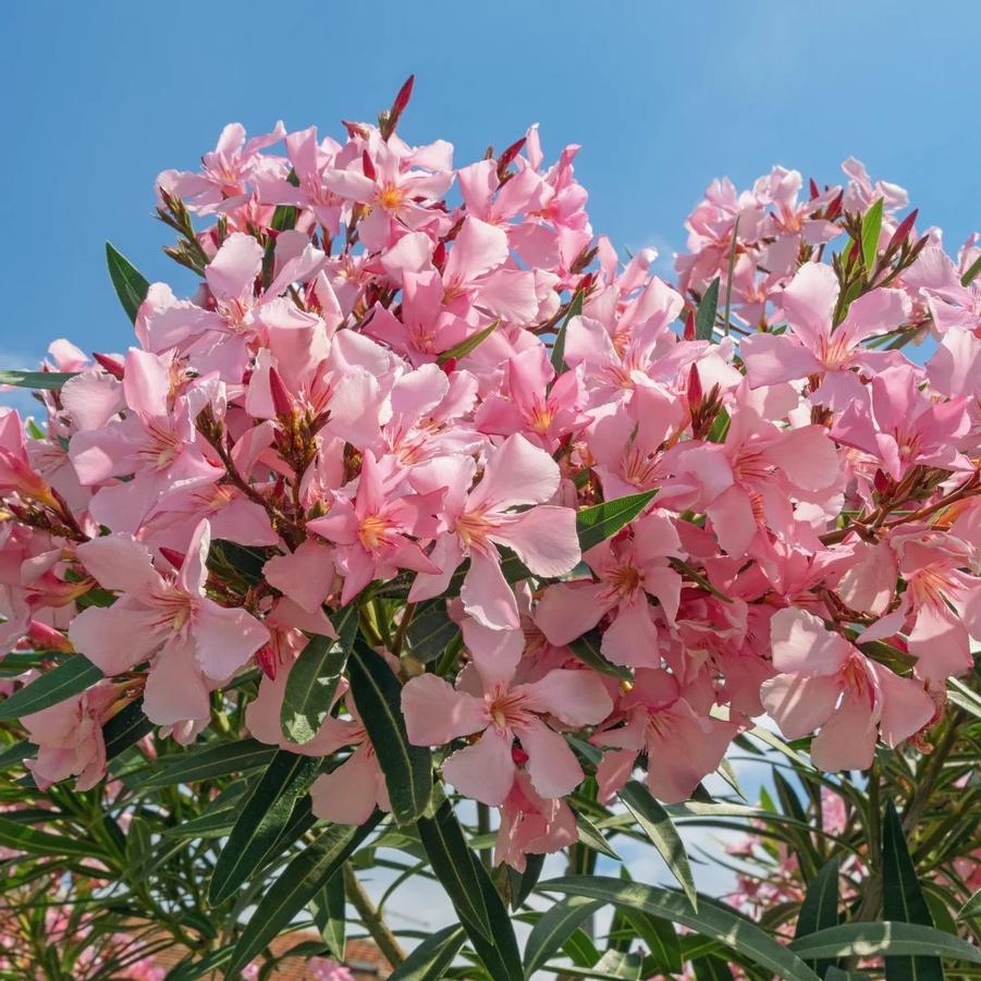 Nerium oleander 