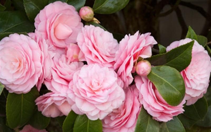 Camellia japonica Debutante