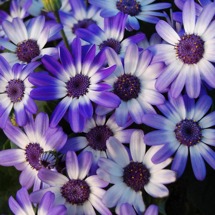 Pericallis Baby Senetti&reg; Blue Bicolor