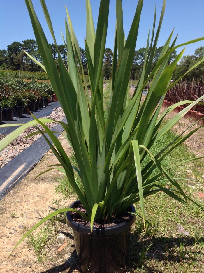 Phormium tenax 