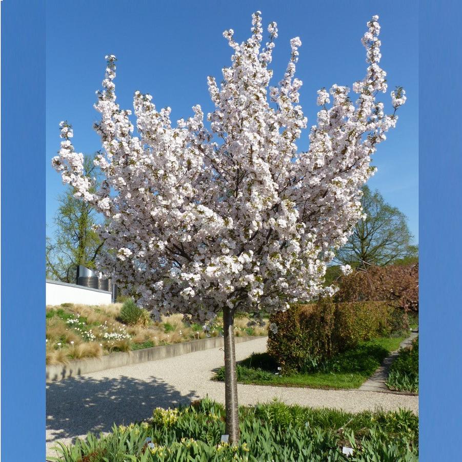 Prunus serrulata Mount Fuji