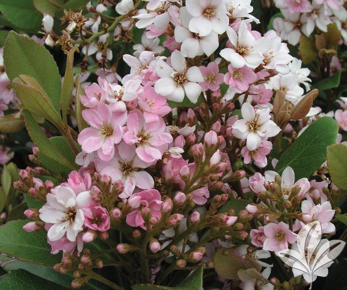 Rhaphiolepis Majestic Beauty&reg;