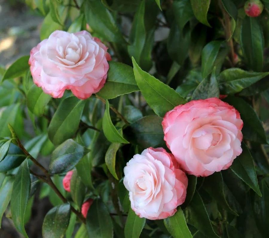 Camellia japonica Nuccio's Pearl