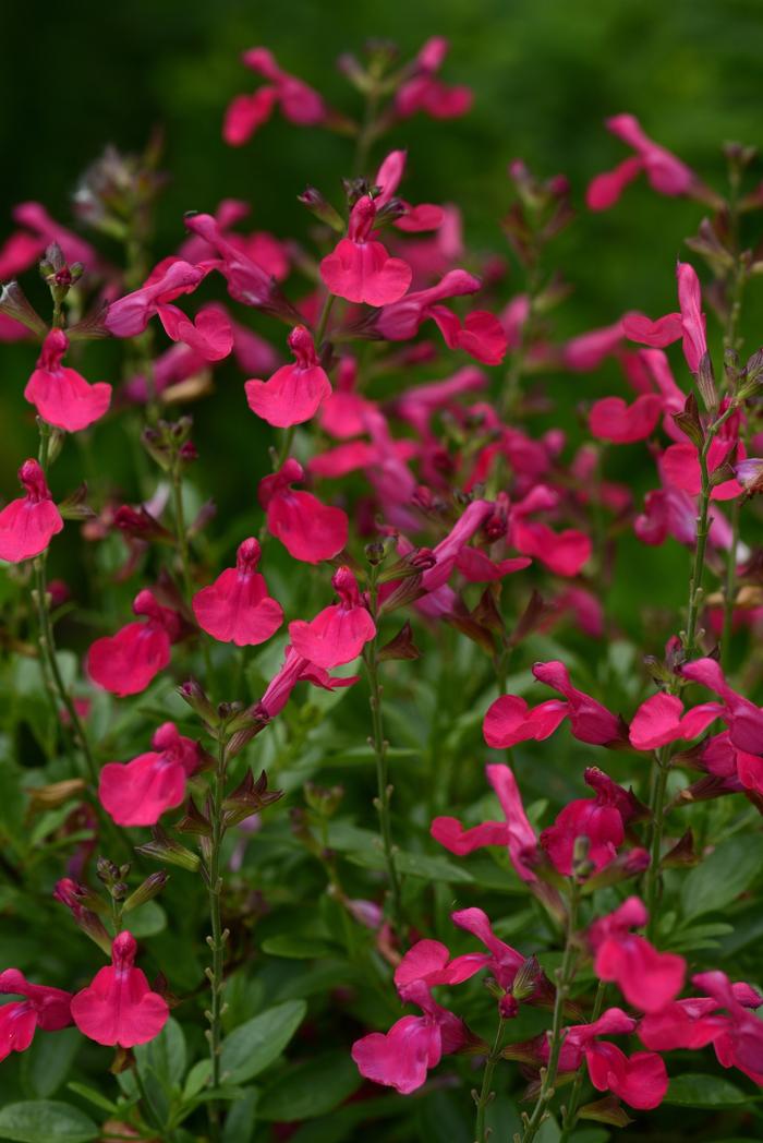 Salvia greggii Mirage&trade; Hot Pink