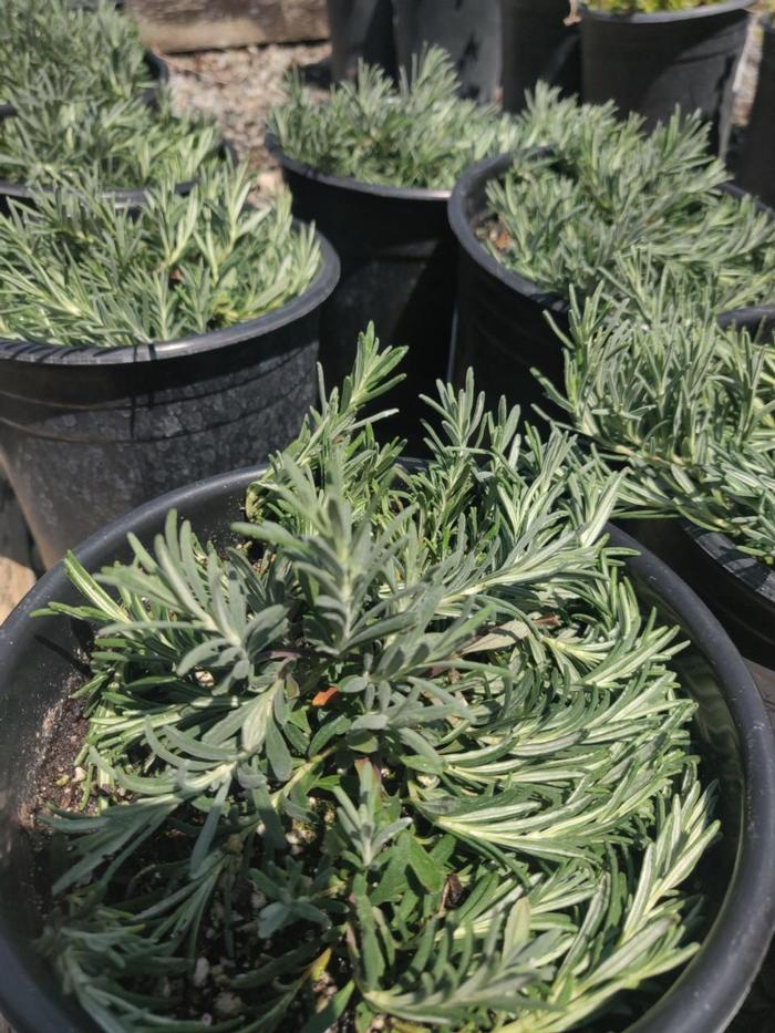 Teucrium cossonii (majoricum) 