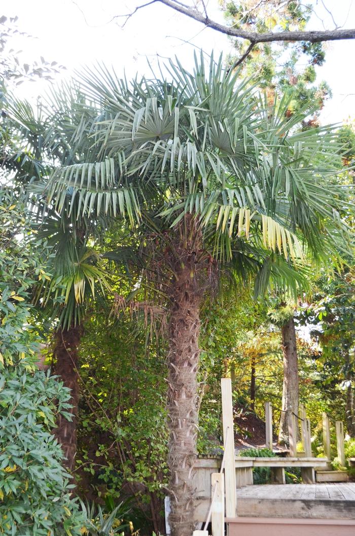 Trachycarpus fortunei 