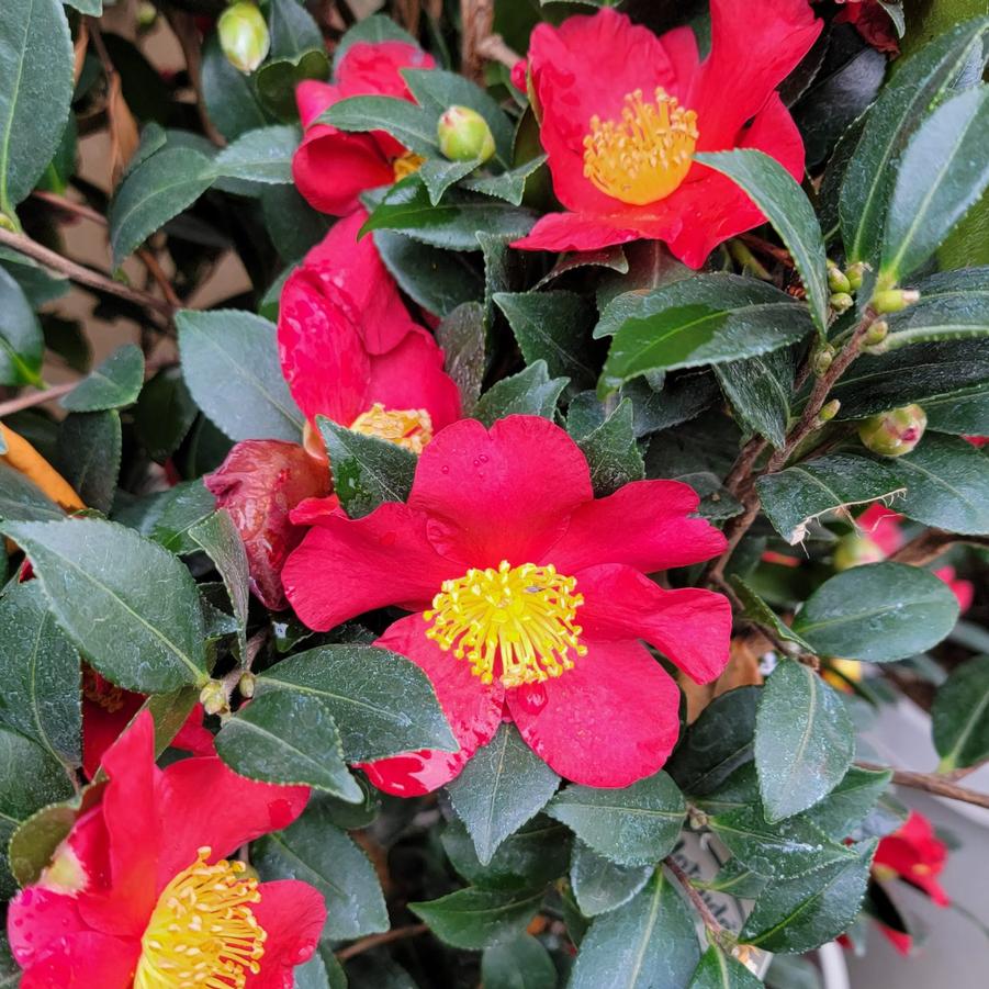 Camellia sasanqua Yuletide