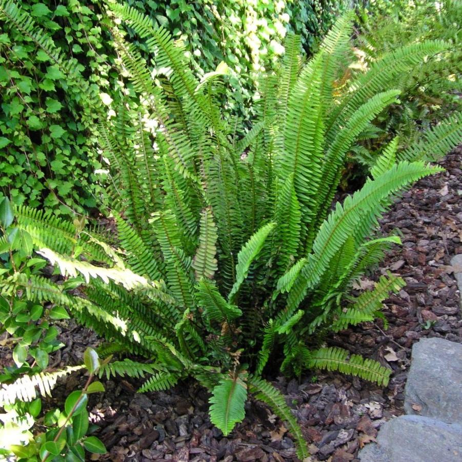 Nephrolepis cordifolia 
