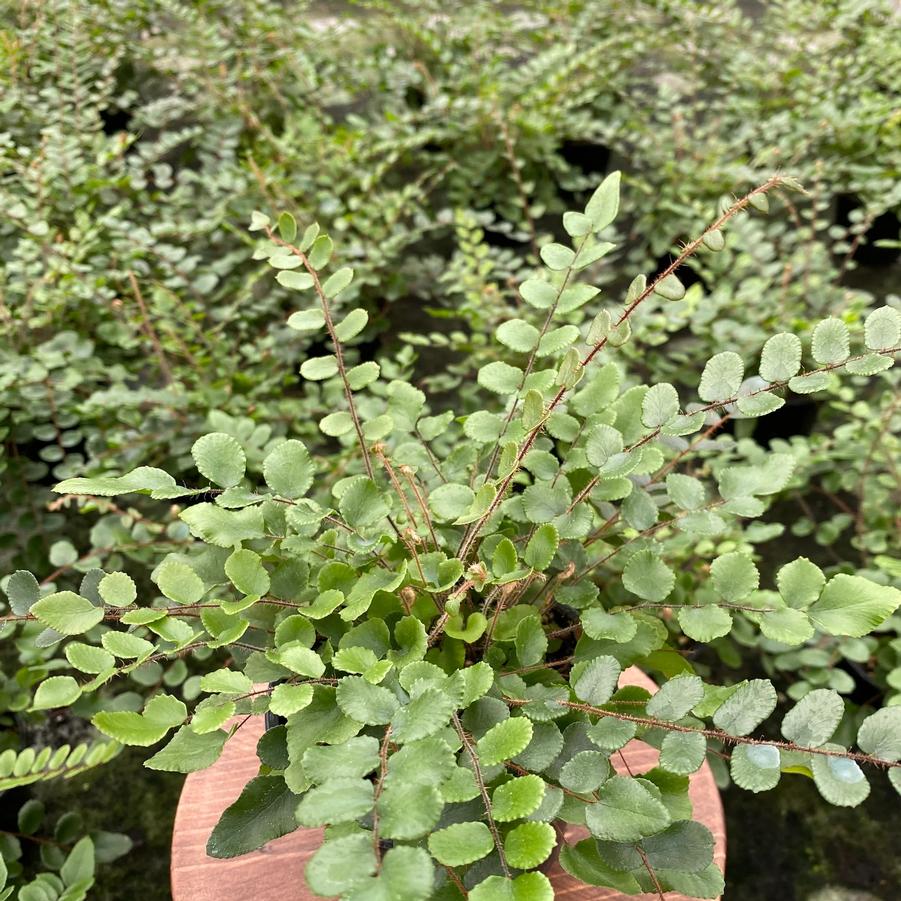 Pellaea rotundifolia 