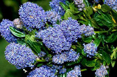 Ceanothus griseus var. horizontalis Yankee Point