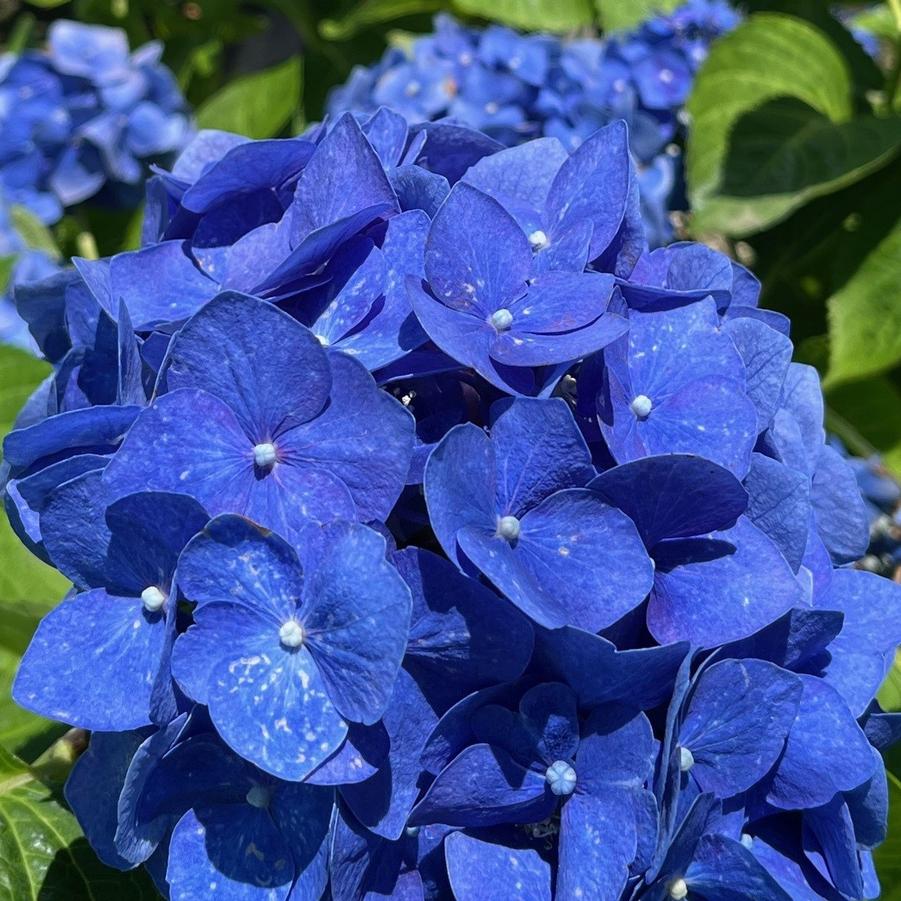 Hydrangea macrophylla Enziandom