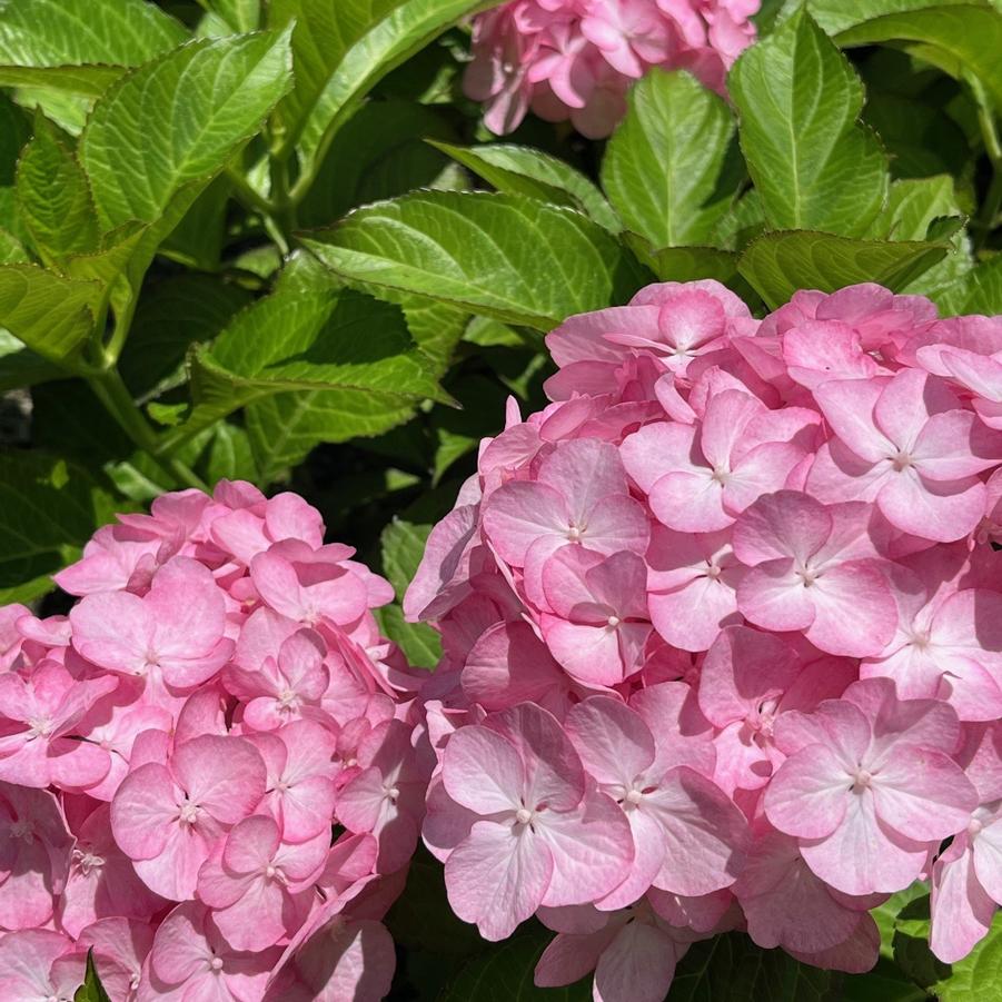 Hydrangea macrophylla Firefly