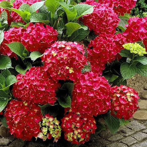 Hydrangea macrophylla Heartthrob