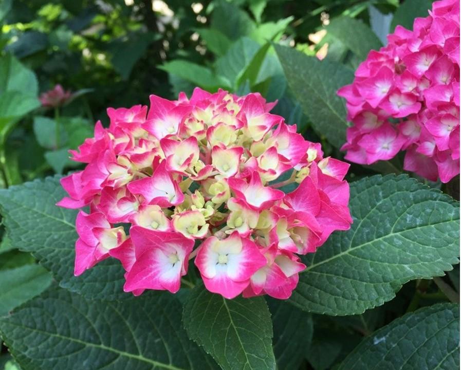 Hydrangea macrophylla Lime Lovebird