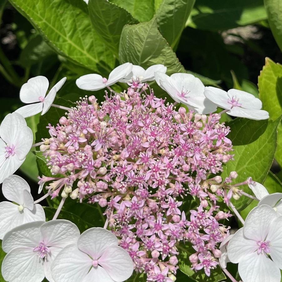 Hydrangea macrophylla Lybella