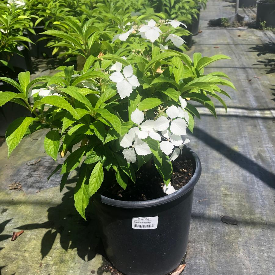 Hydrangea macrophylla x scandens Princess Bride
