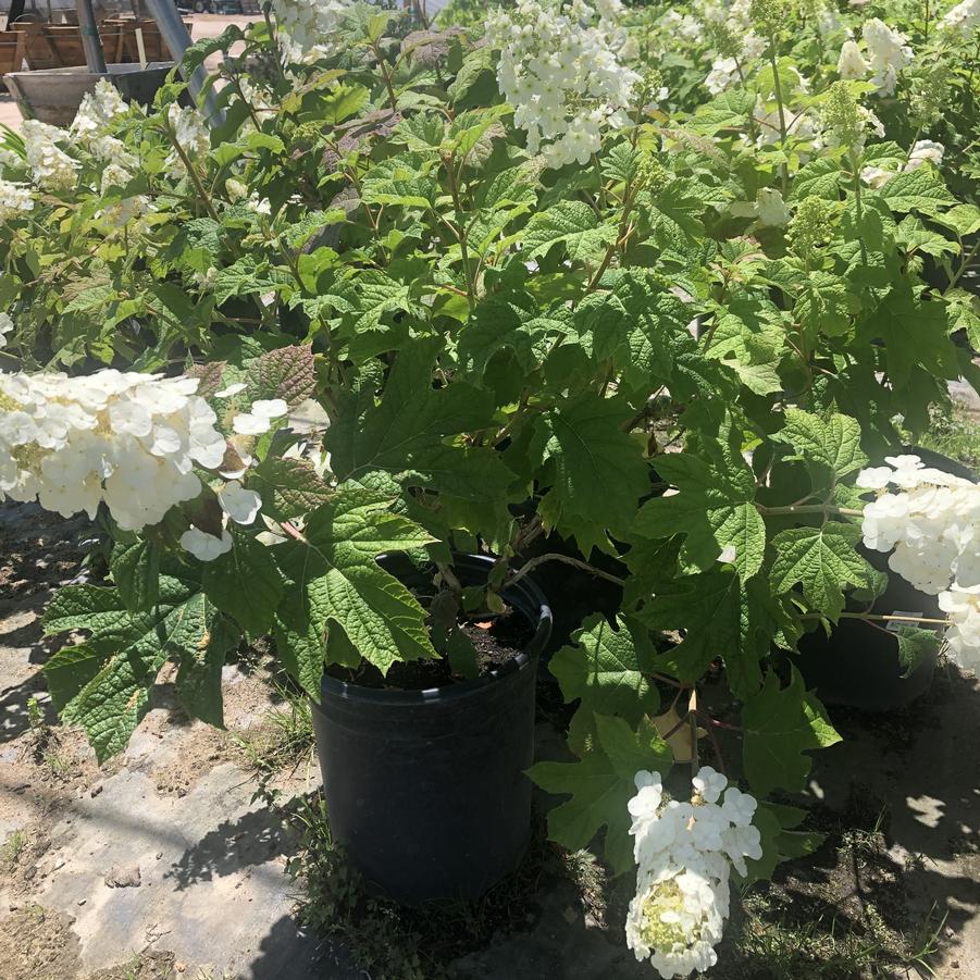 Hydrangea quercifolia Snowflake