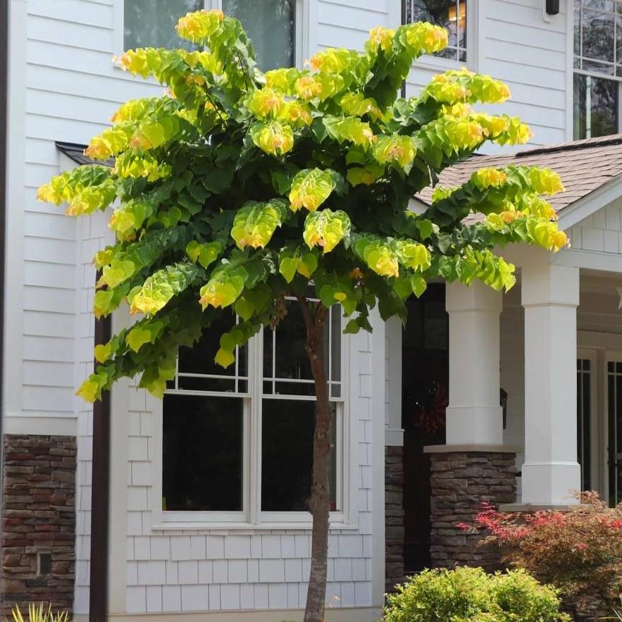 Cercis canadensis Rise & Shine&trade;