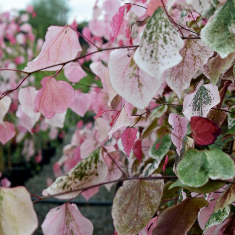Cercis canadensis Carolina Sweetheart