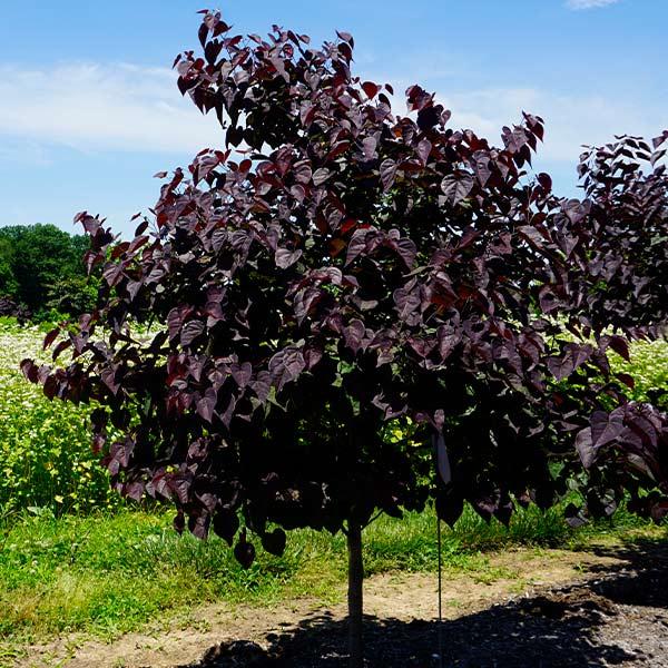 Cercis canadensis Garden Gem Amethyst
