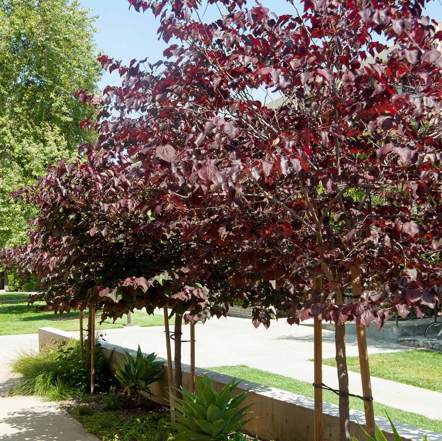 Cercis canadensis Purple Vase