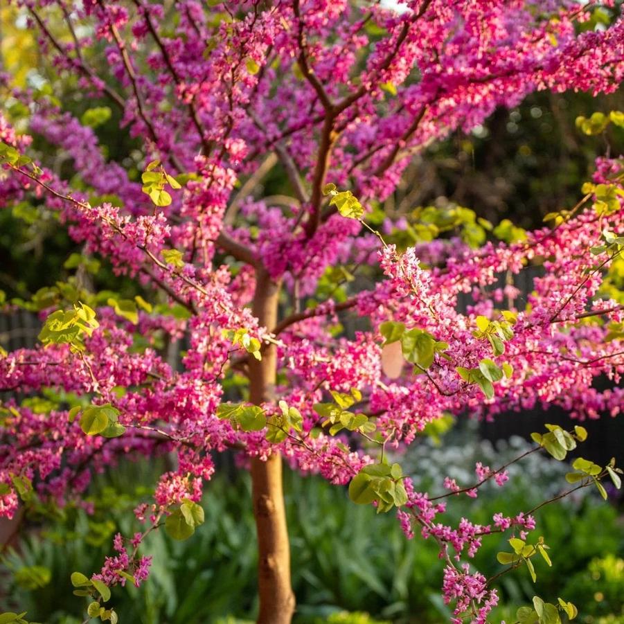 Cercis candensis 