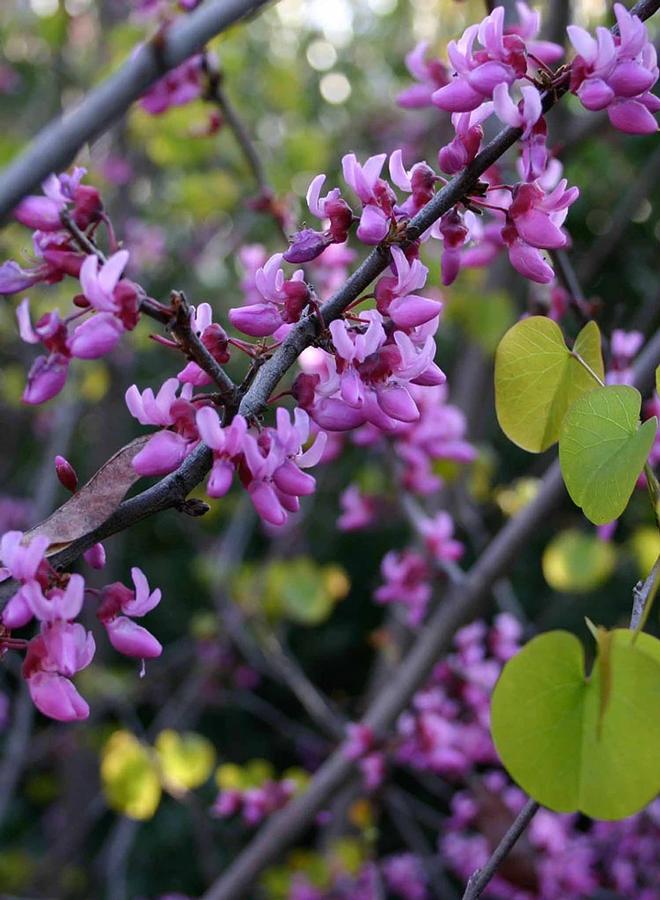 Cercis occidentalis 