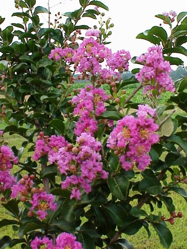 Lagerstroemia indica Zuni