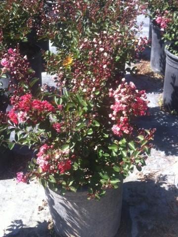 Lagerstroemia indica Tightwad Red