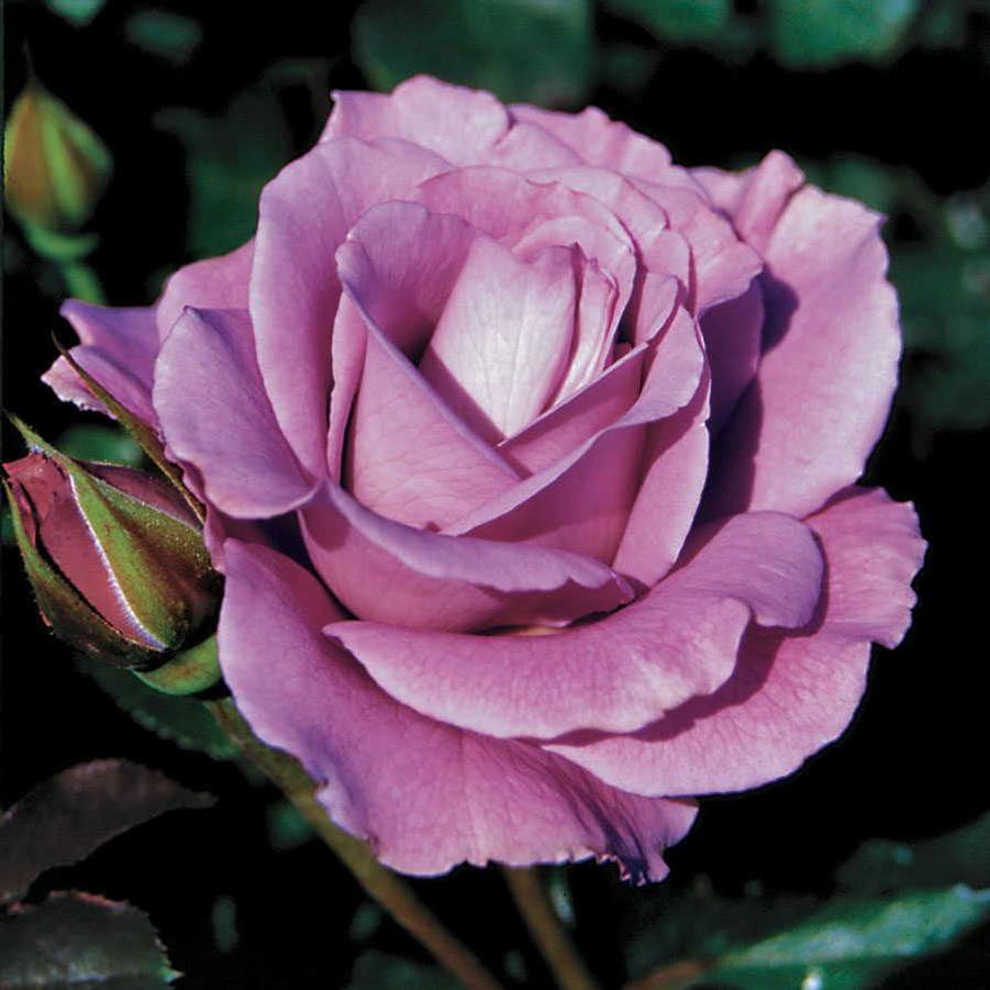 Rose Angel Face