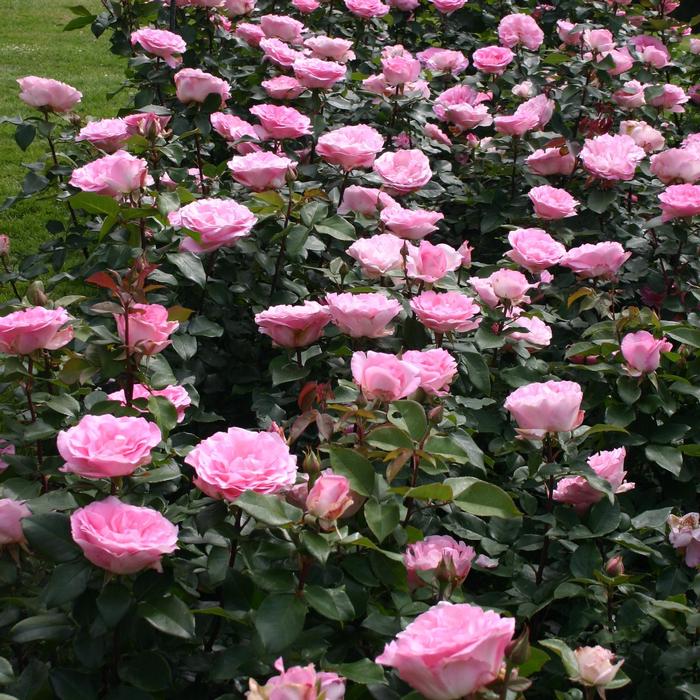 Rosa Eleganza® Eleganza Beverly™