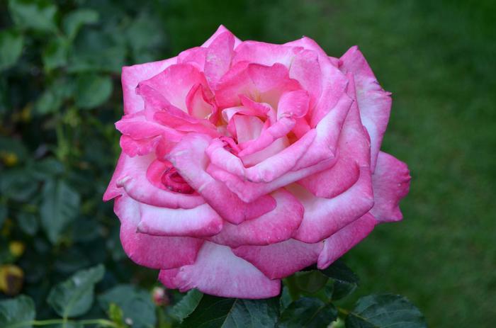 Rosa California Dreamin'™