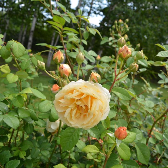 Rose Charles Darwin