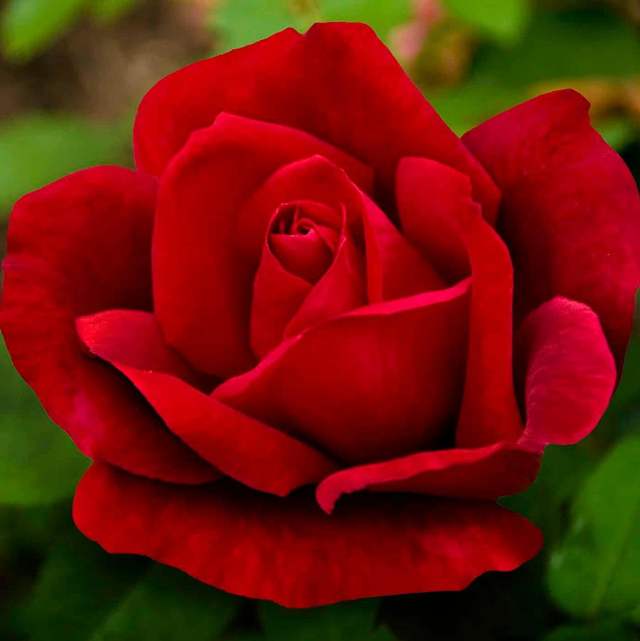 Rose Chrysler Imperial