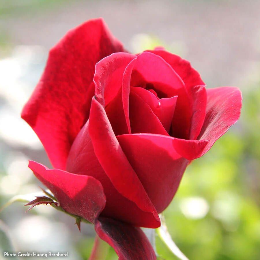 Rose Don Juan