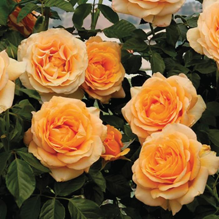 Rose Golden Opportunity