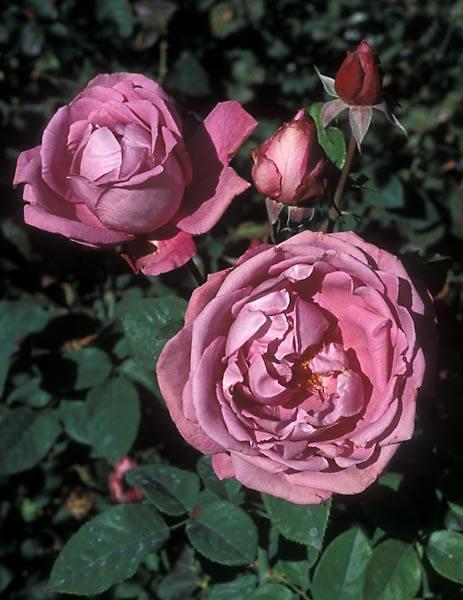 Rose Heirloom