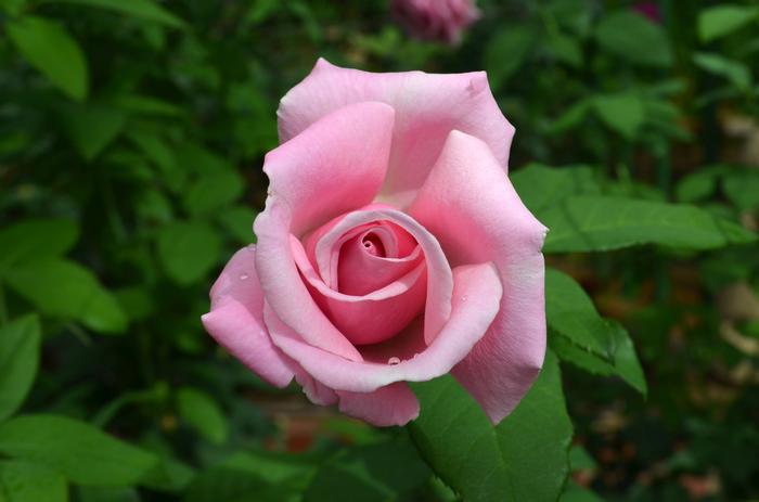 Rose Memorial Day